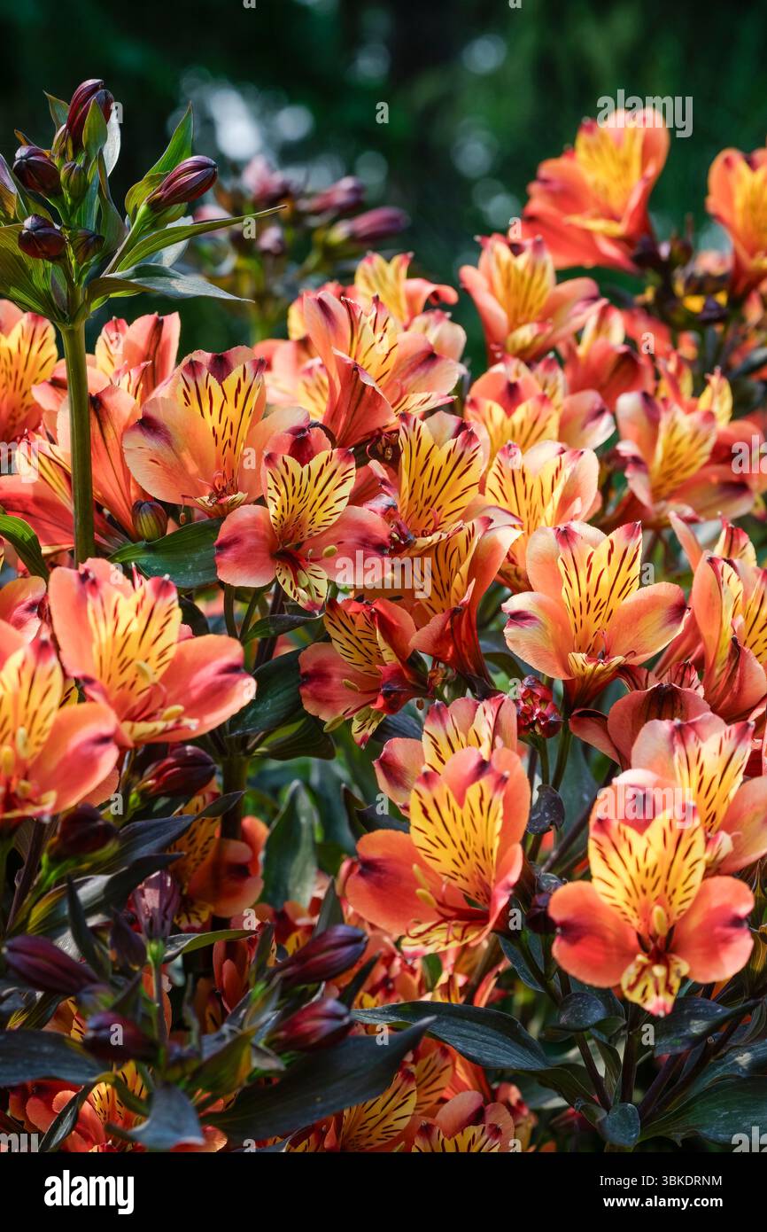 Estate indiana Alstroemeria, fiori color rame-arancio striati e macchiati viola-marrone Foto Stock