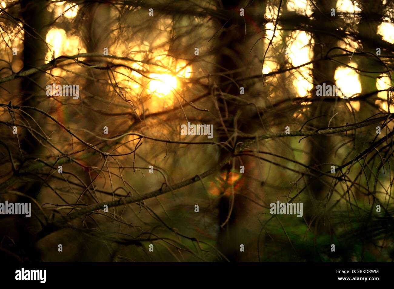 Il sole serale si nasconde dietro i rami degli alberi in un boschetto da favola. Campagna dello Jutland, Danimarca. Tranquilla scena rurale illuminata dalla magia della sera dorata Foto Stock