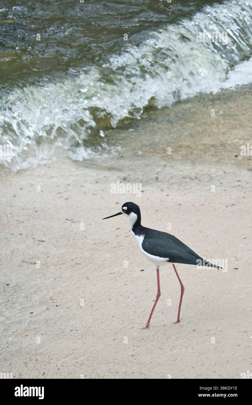 Una Tilapia dal collo nero con lunghe gambe rosa si muove elegantemente attraverso acque poco profonde su Una spiaggia sabbiosa. Fotografia naturalistica nella natura selvaggia Foto Stock