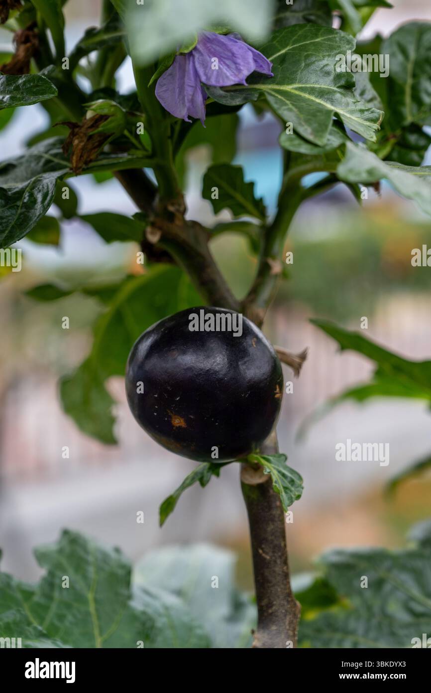Primo piano di una melanzana vietnamita matura viola appesa al suo fusto frondoso sullo sfondo di un giardino sfocato. Foto Stock