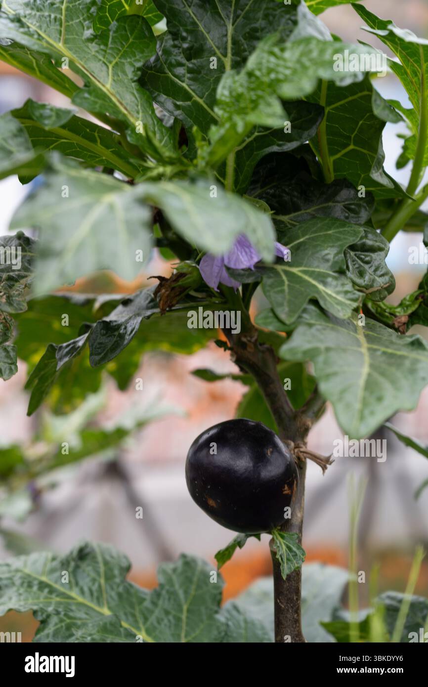 Primo piano di una melanzana vietnamita matura viola appesa al suo fusto frondoso sullo sfondo di un giardino sfocato. Foto Stock