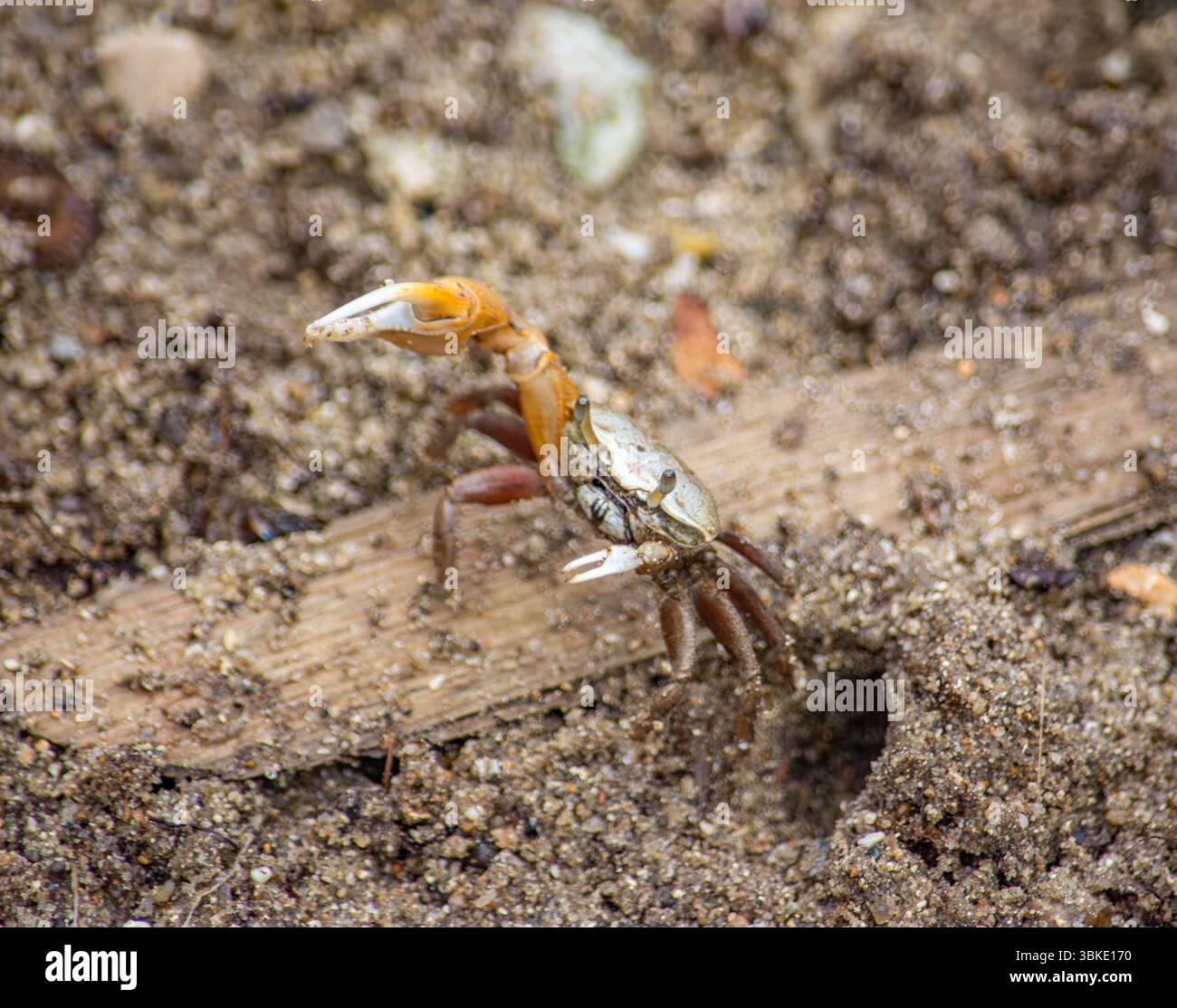 Un primo piano di un granchio che emerge dal suolo sabbioso, che mostra le sue caratteristiche e il suo habitat distintivi a Rincon del Mar, Sucre, Colombia. Foto Stock