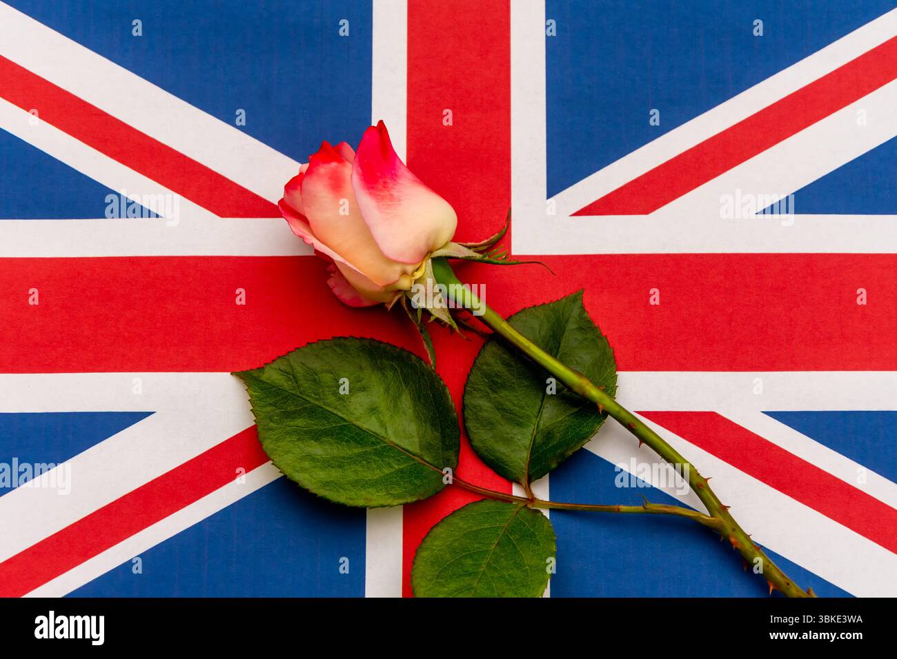 Una rosa rossa e bianca sullo sfondo della bandiera britannica. Un simbolo di amore, memoria e identità britannica Foto Stock