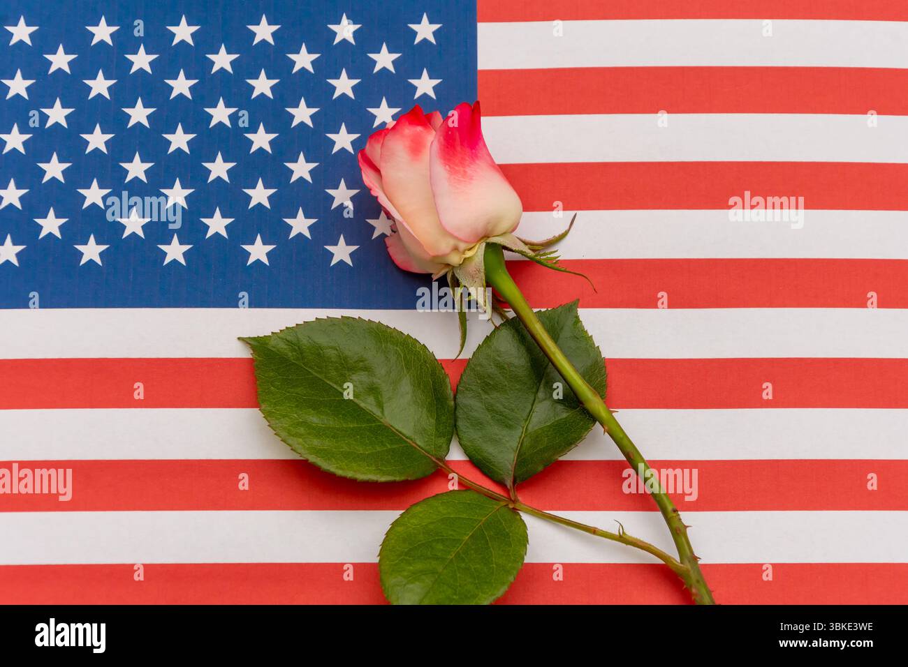 Una delicata rosa sullo sfondo della bandiera americana. Simbolo di amore, memoria e orgoglio nazionale Foto Stock