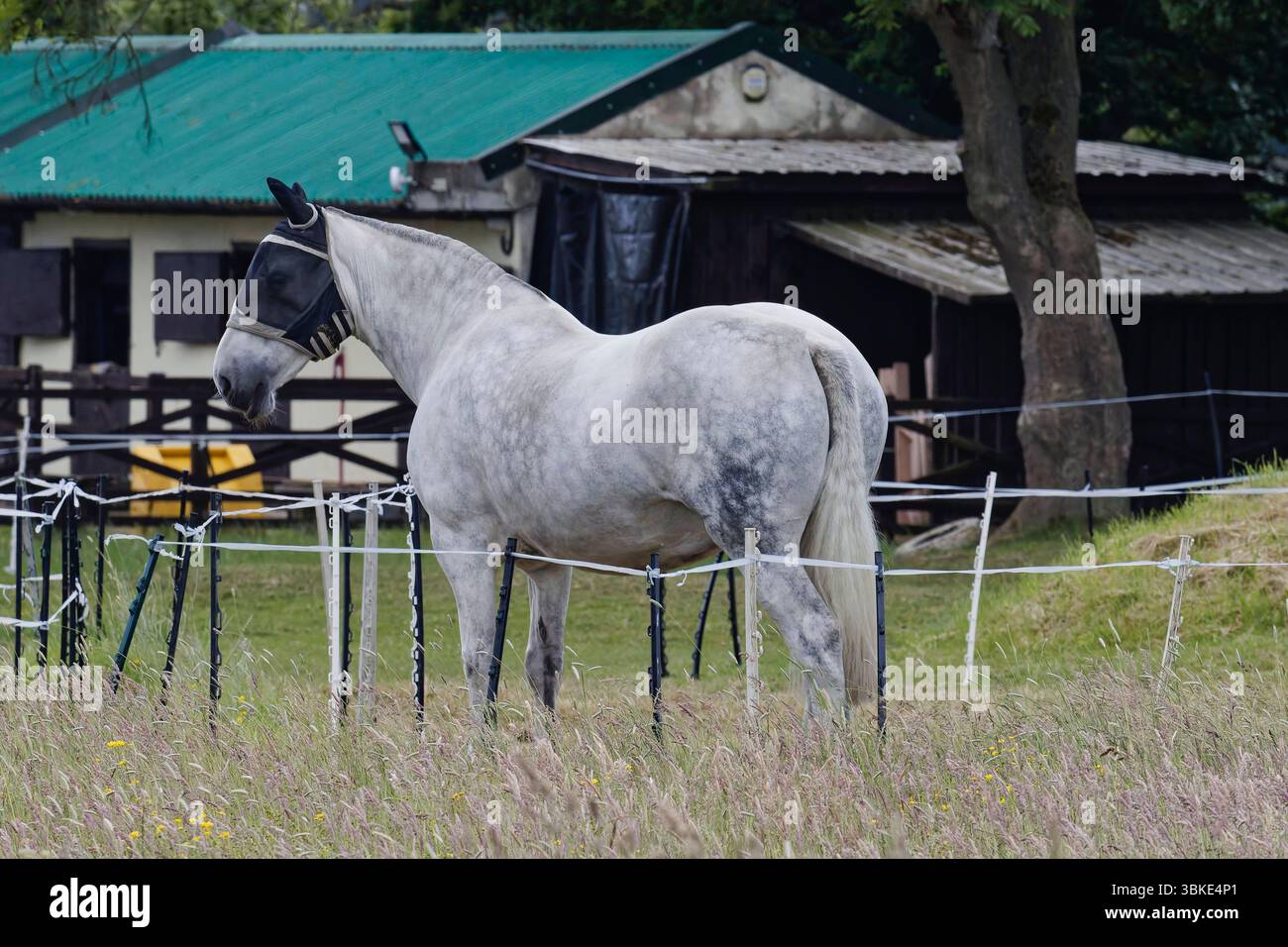 Cavallo di mele grigio, in piedi in un pascolo vicino alle scuderie Foto Stock