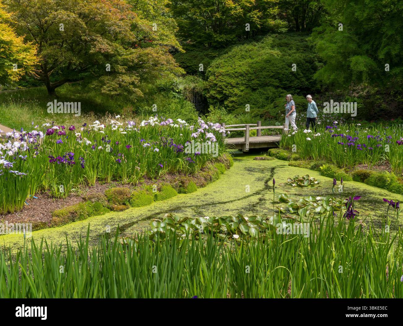 Coppia che attraversa il ponte con Iris Dell in fiore a RHS Wakehurst Gardens a giugno, West Sussex, Inghilterra, Regno Unito Foto Stock