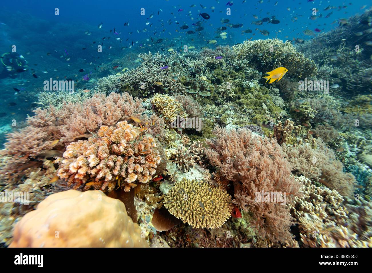 Una vivace barriera corallina brulicante di vita, che mostra varie formazioni coralline e banchi di pesci, evidenziando la biodiversità e l'importanza ecologica degli ecosistemi sottomarini. Foto Stock