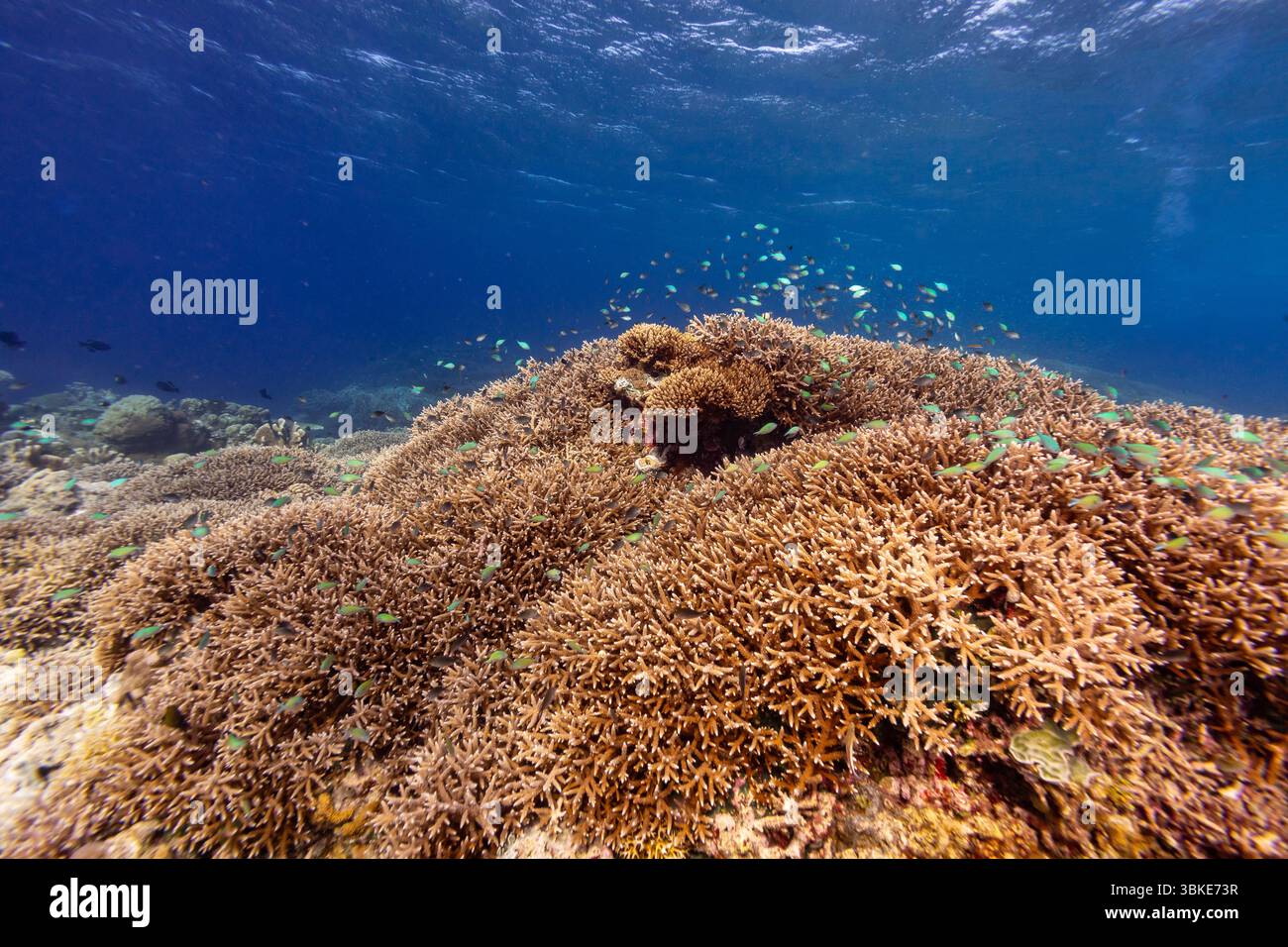 Un subacqueo esplora una vivace barriera corallina brulicante di piccoli pesci colorati. Foto Stock