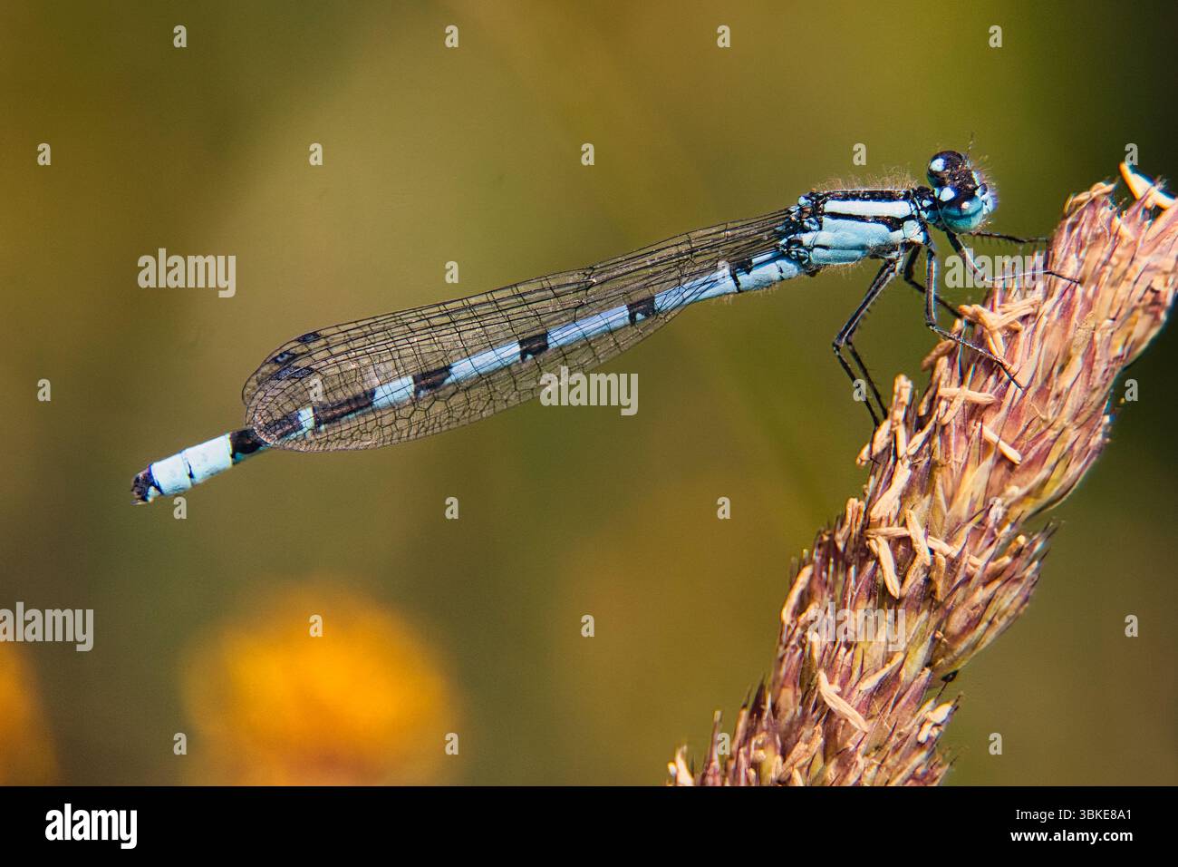 Damselfly Foto Stock