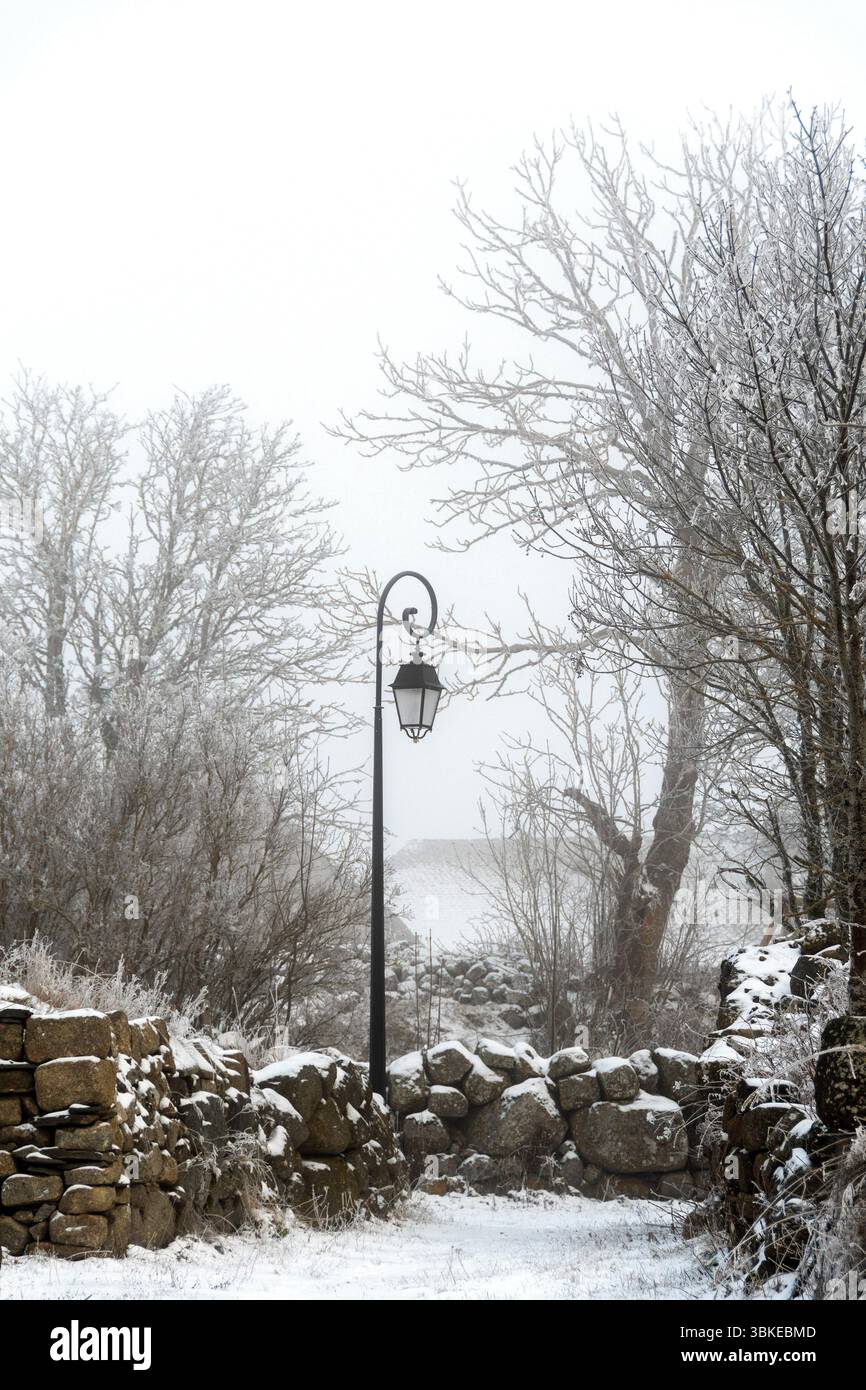 Un lampione d'epoca si trova ancora in mezzo a un paesaggio innevato, circondato da alberi ghiacciati e un muro di pietra, Aubrac, Lozere, Occitanie, Francia Foto Stock