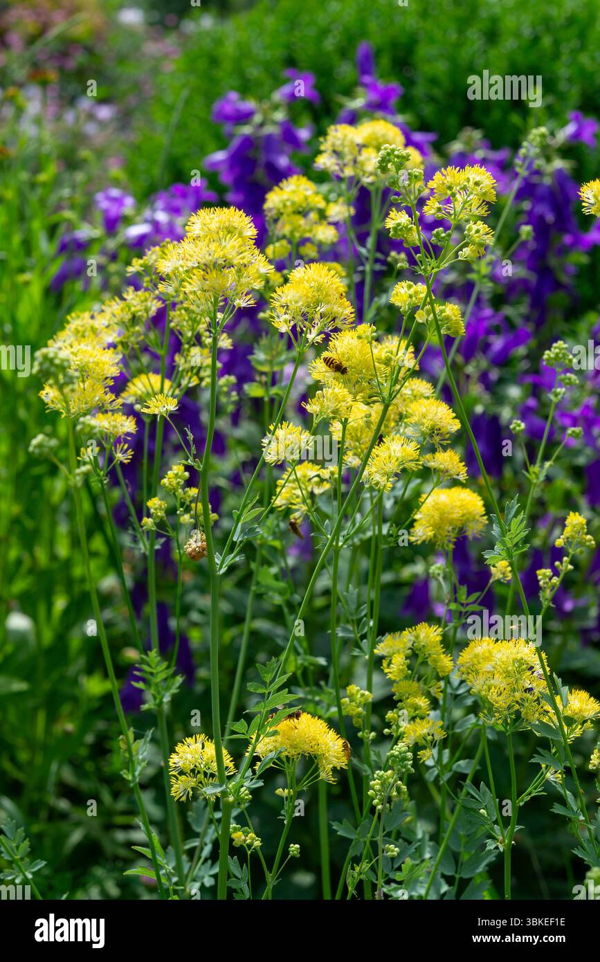 Thalictrum Flavum 'Illuminator' un'alta e resistente perenne con soffici fiori gialli in estate Foto Stock