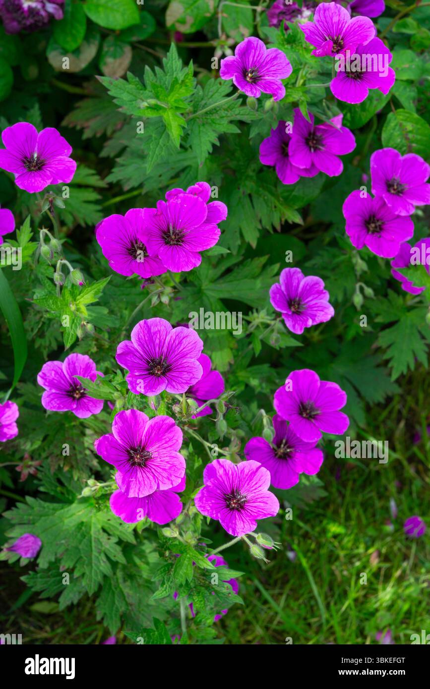 Geranium 'Ivan' è un robusto gru perenne con fiori magenta brillanti in estate Foto Stock