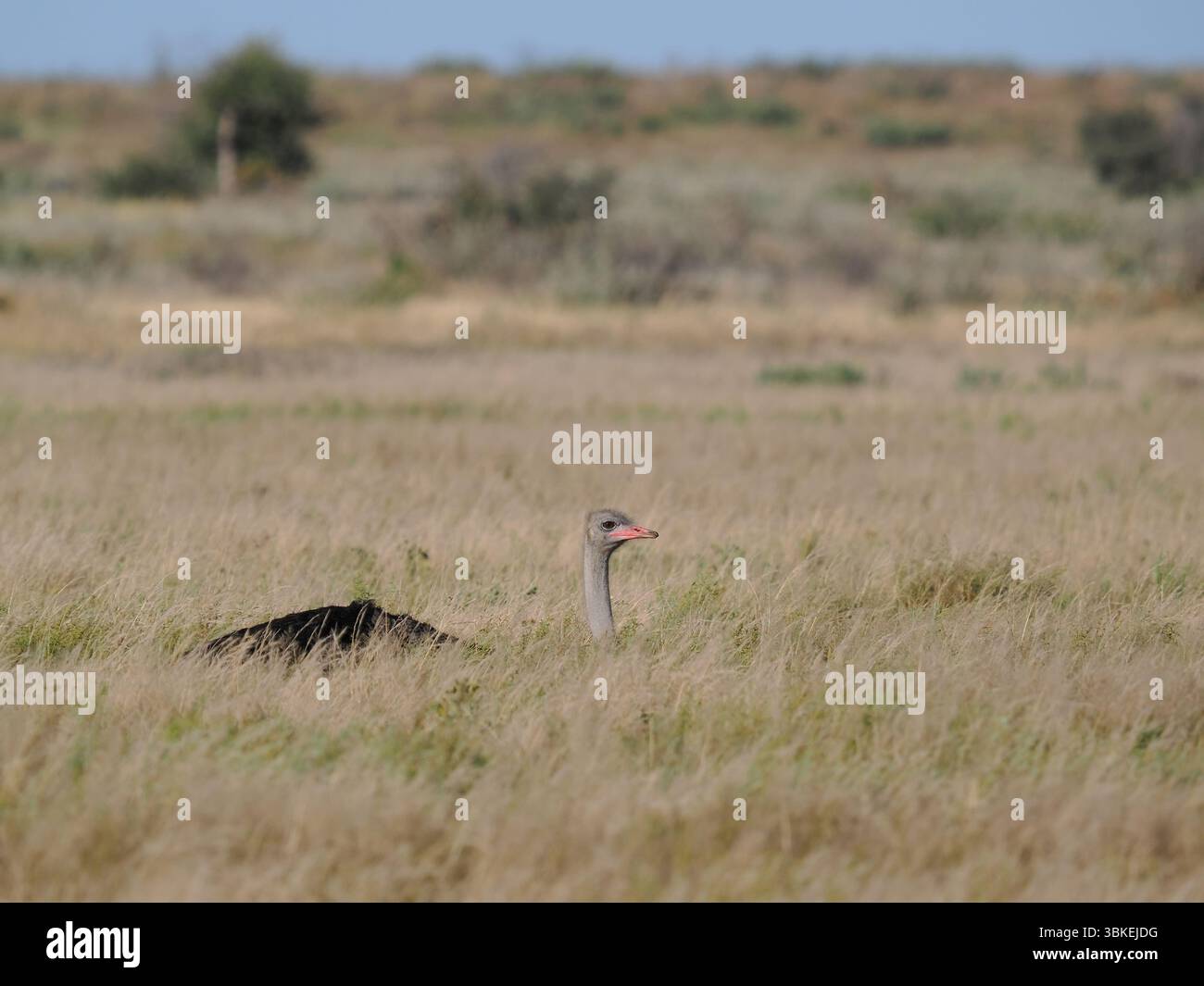 Questo struzzo ha deciso che il nostro veicolo era una minaccia e che giaceva in basso nell'erba, con la testa e il collo che fungevano da periscopio. Foto Stock