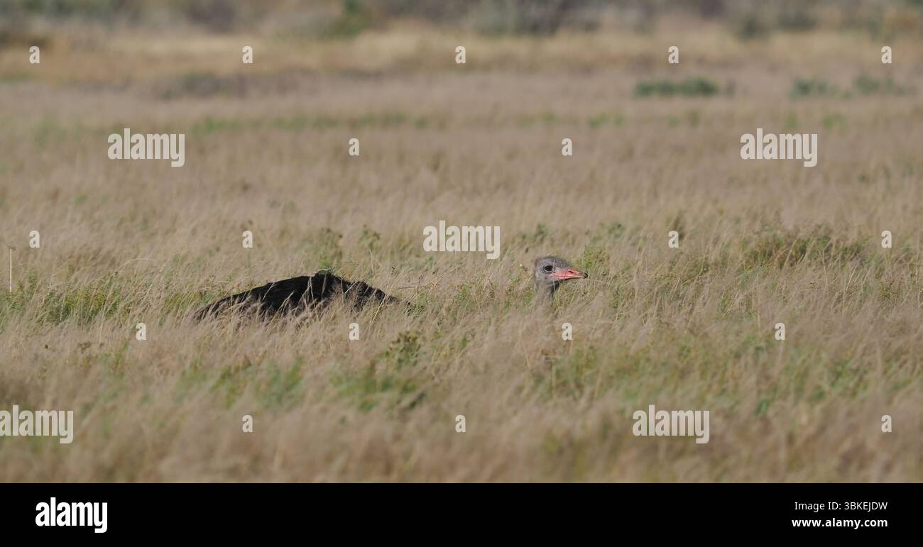 Questo struzzo ha deciso che il nostro veicolo era una minaccia e che giaceva in basso nell'erba, con la testa e il collo che fungevano da periscopio. Foto Stock