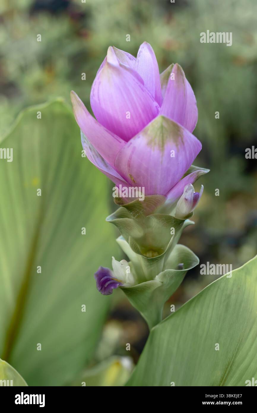 Siam tulipano (Curcuma alismatifolia), Zingiberaceae. Erba perenne rizomatosa. Pianta ornamentale. fiore rosso. Foto Stock