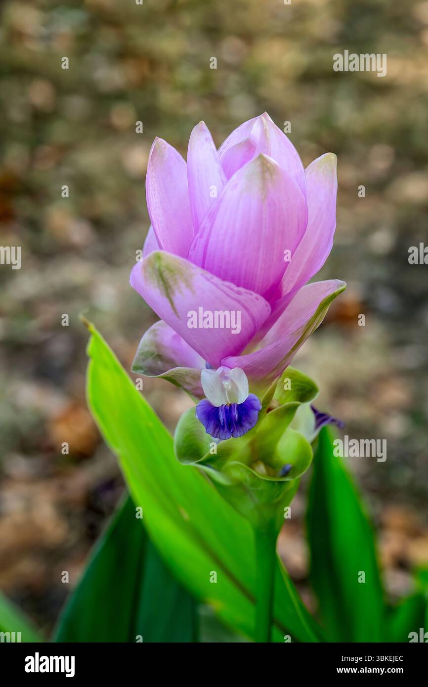 Siam tulipano (Curcuma alismatifolia), Zingiberaceae. Erba perenne rizomatosa. Pianta ornamentale. fiore rosso. Foto Stock