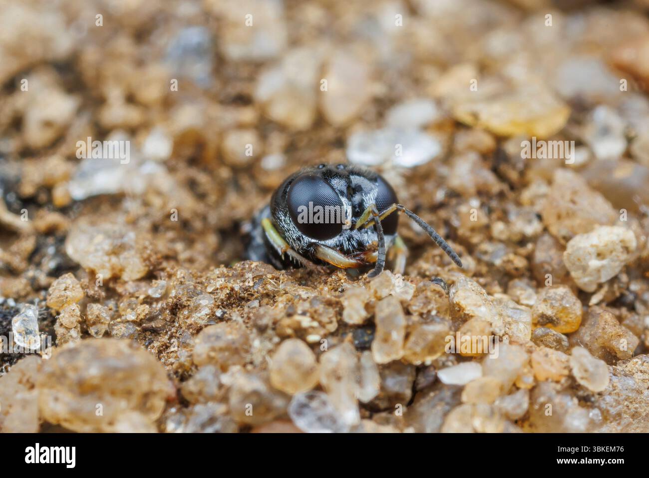 Una vespa Crabronid (Lindenius sp.) emerge dalla sua tana in una zona sabbiosa. Foto Stock