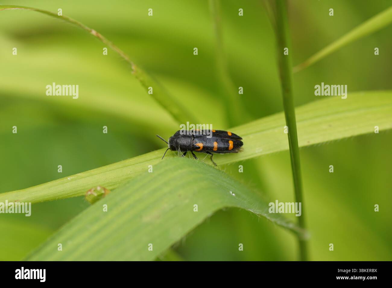 Scarabeo splendore, Ptosima undecimmaculata su foglie d'erba. Famiglia Buprestidae. Francia, giugno. Foto Stock