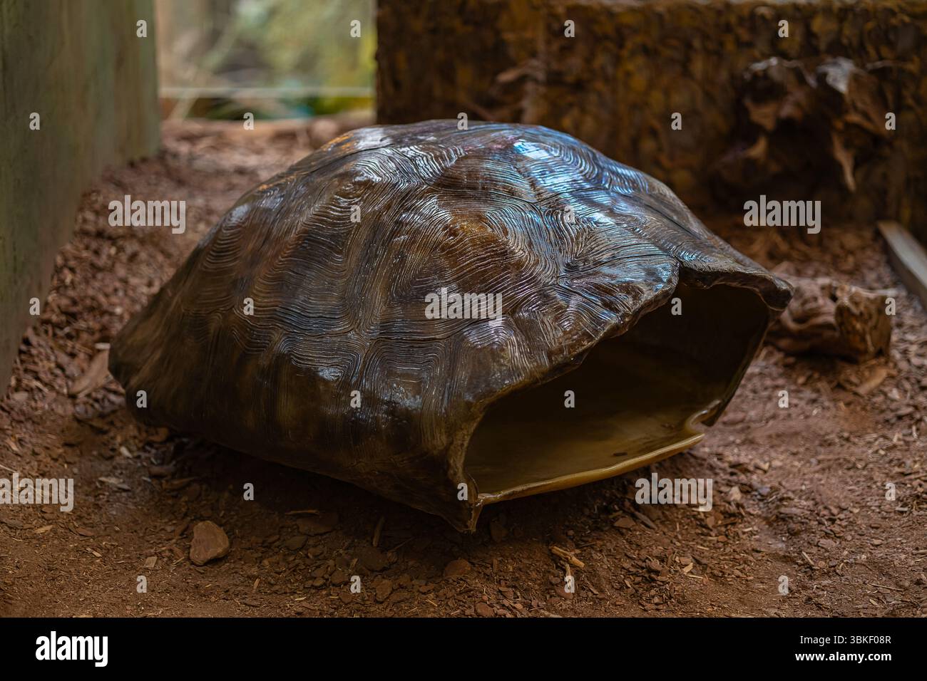 Primo piano di una gigantesca conchiglia di tartaruga su terreno asciutto nel recinto dello zoo con illuminazione naturale e dintorni terrosi. Conservazione degli animali e anatomia dei rettili Foto Stock