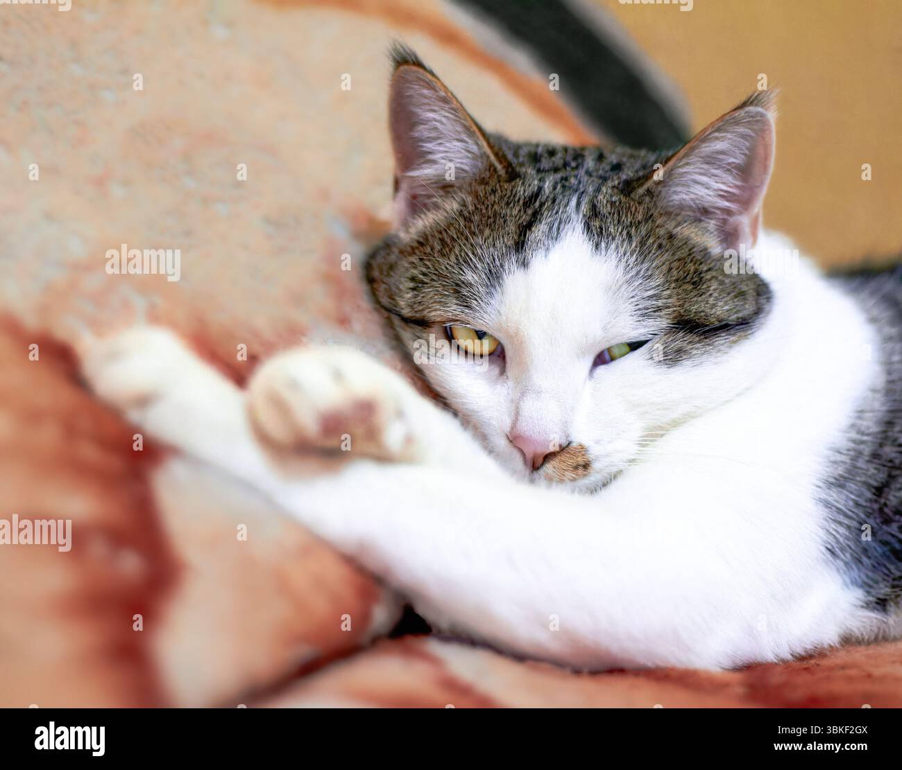 Un gatto domestico è sdraiato sul divano Foto Stock