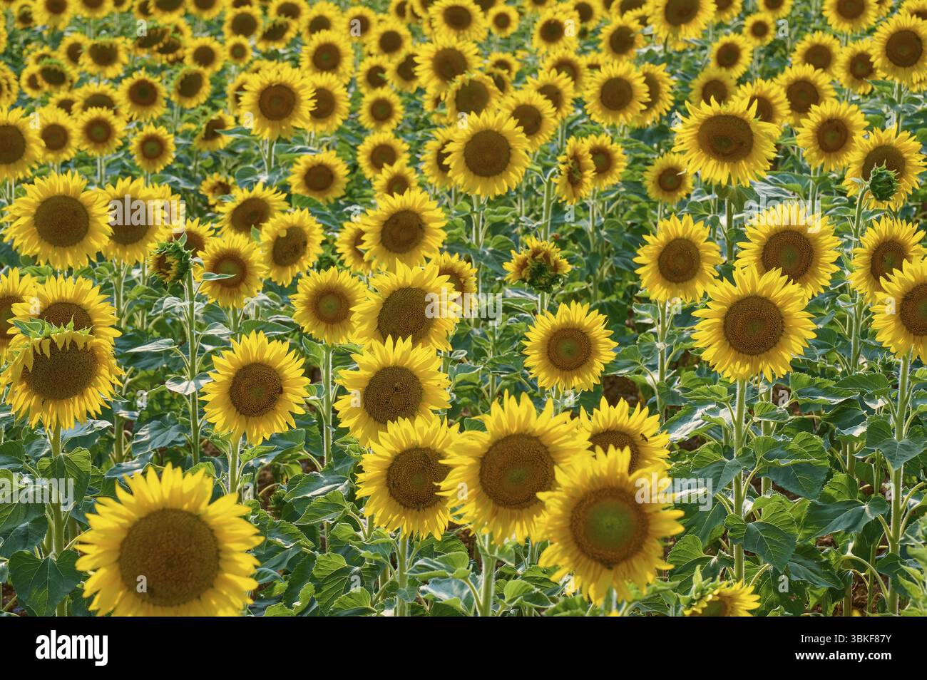 Un campo pieno di girasoli in piena fioritura in un giorno luminoso, in estate, Thuengen, Main Spessart District, Baviera, Germania, Europa Foto Stock