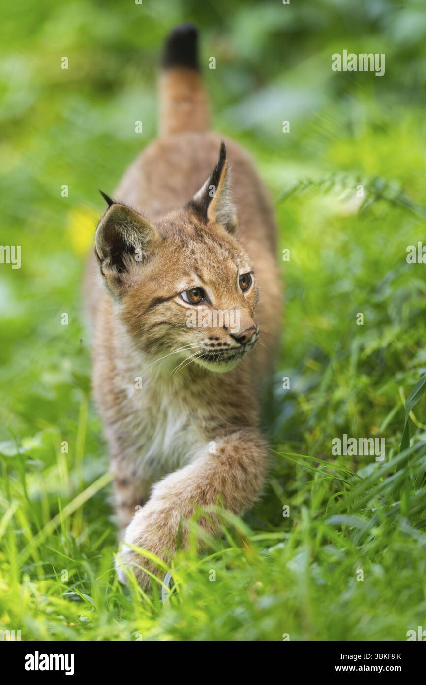 Lince eurasiatica (Lynx Lynx) giovane su un prato, Baviera, Germania, Europa Foto Stock Lince eurasiatica (Lynx Lynx) giovane su un prato, Baviera, Germania, Europa Foto Stock