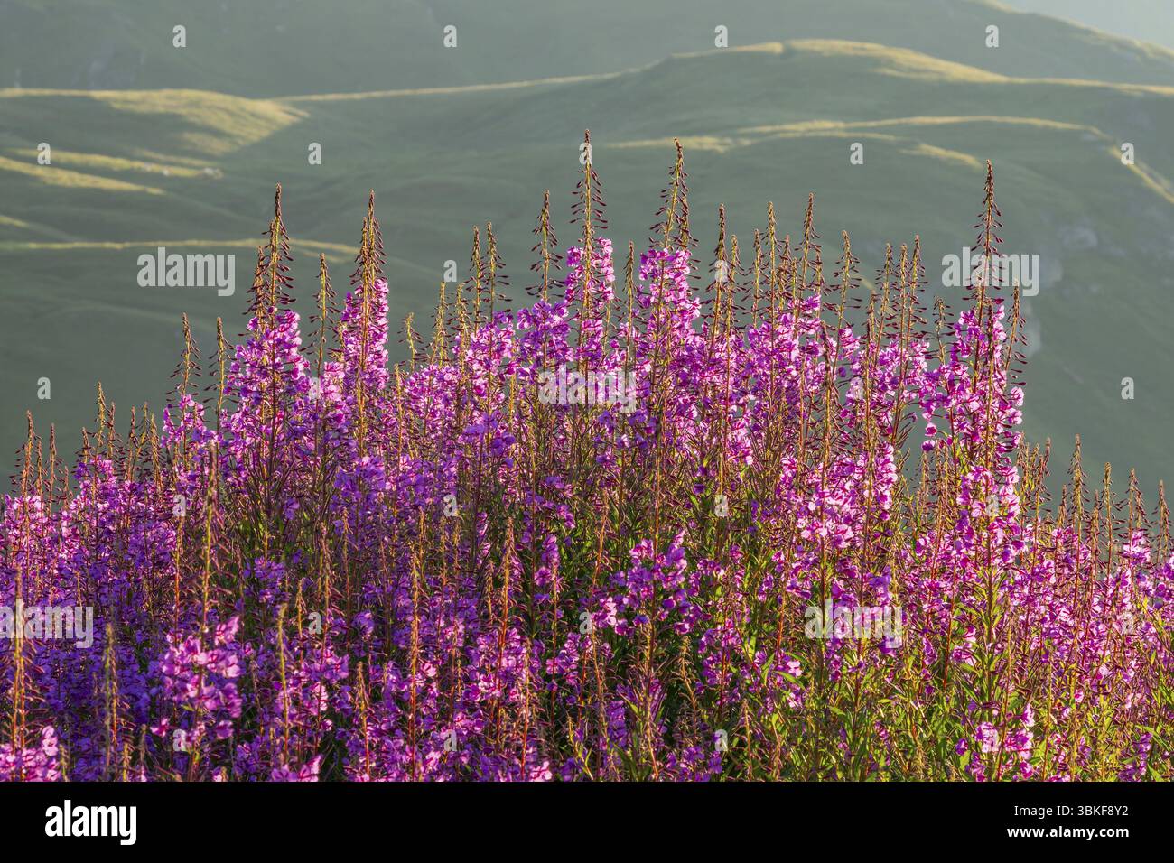 Alghe (Chamaenerion angustifolium) che fioriscono all'alba nelle montagne di Hochalpenstrasse, vista da Fuscher Lacke, Pinzgau, Salisburgo, Austria, E. Foto Stock