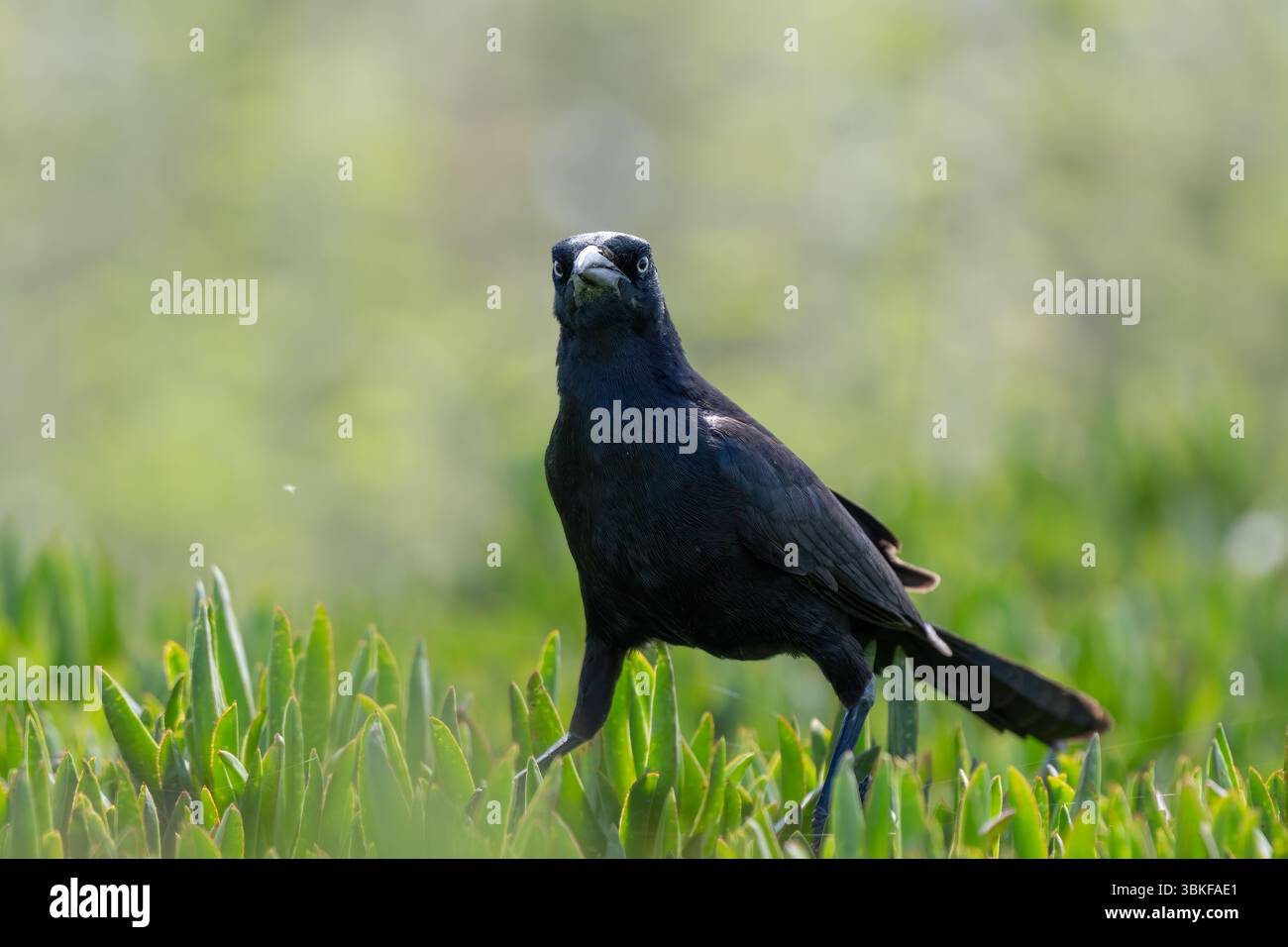 Un grande uccello gracke dalla coda bilancia delicatamente la pianta ghiacciata mentre si forgia per mangiare. Foto Stock