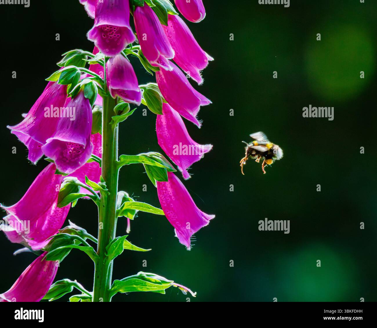 Un bumblebee si allinea per adattarsi perfettamente a questa purpurea digitale (comune foxglove) per nutrirsi del nettare dolce all'interno. Giugno 2025 Foto Stock