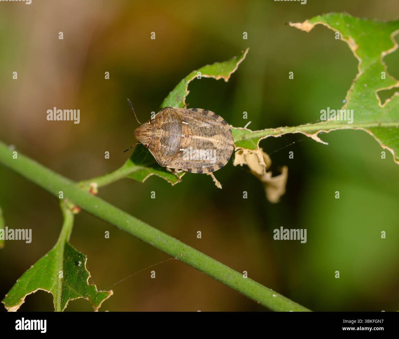 Eurygaster maura, o tartaruga insetto, un vero insetto o insetto con scudo appartenente alla famiglia Scutelleridae, Toscana, Italia Foto Stock