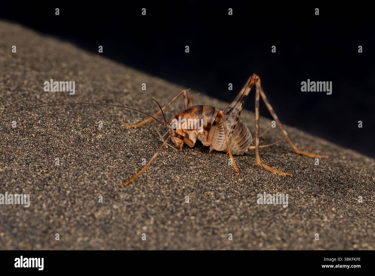 Primo piano del Camel Cricket. protezione dei parassiti, insetti e protezione della natura. Foto Stock