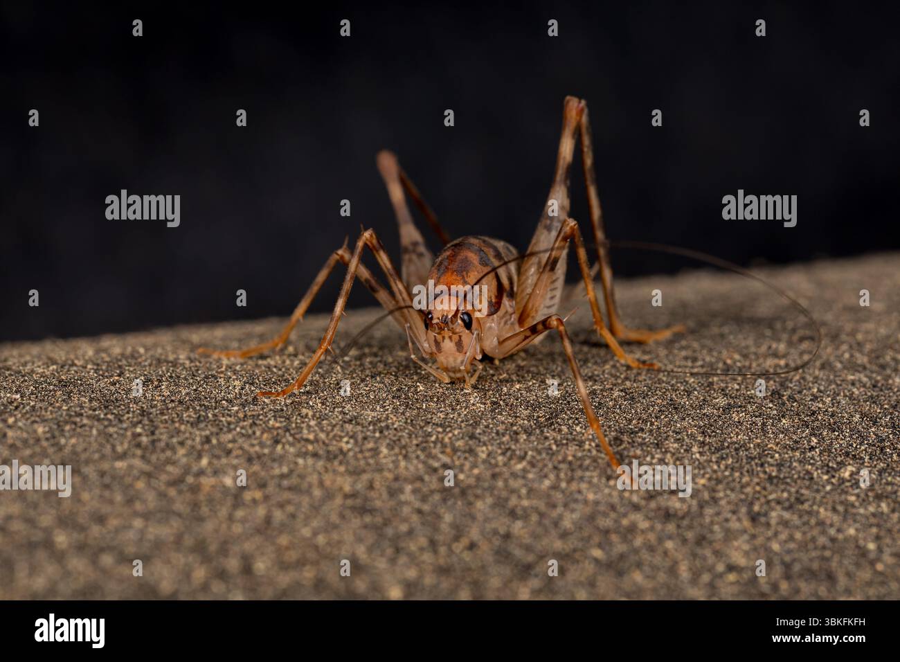 Primo piano del Camel Cricket. protezione dei parassiti, insetti e protezione della natura. Foto Stock