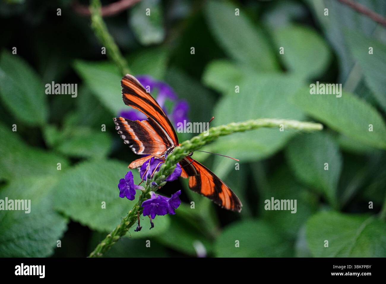 "Farfalla nera e arancione brillante delicatamente arroccata su una foglia verde con vivaci fiori viola sullo sfondo Foto Stock