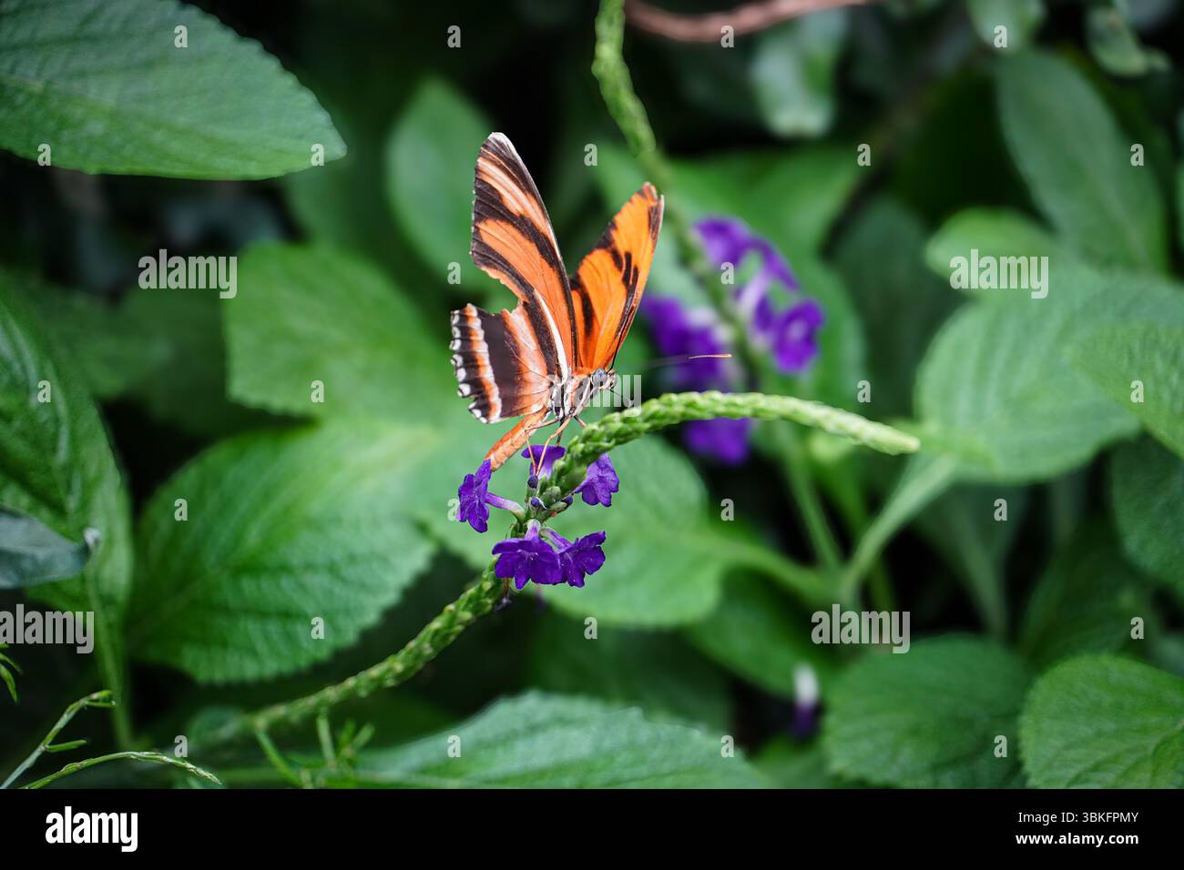 "Foto ravvicinata di una vibrante farfalla arroccata su fiori viola, circondata da foglie verdi lussureggianti, catturata alla luce naturale in un ambiente tropicale Foto Stock