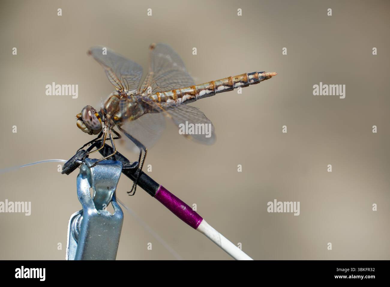 "Macro Fotografia di una libellula appollaiata su un oggetto metallico, che mette in evidenza intricati motivi alari e struttura dettagliata della carrozzeria - insetto a fuoco nitido p Foto Stock