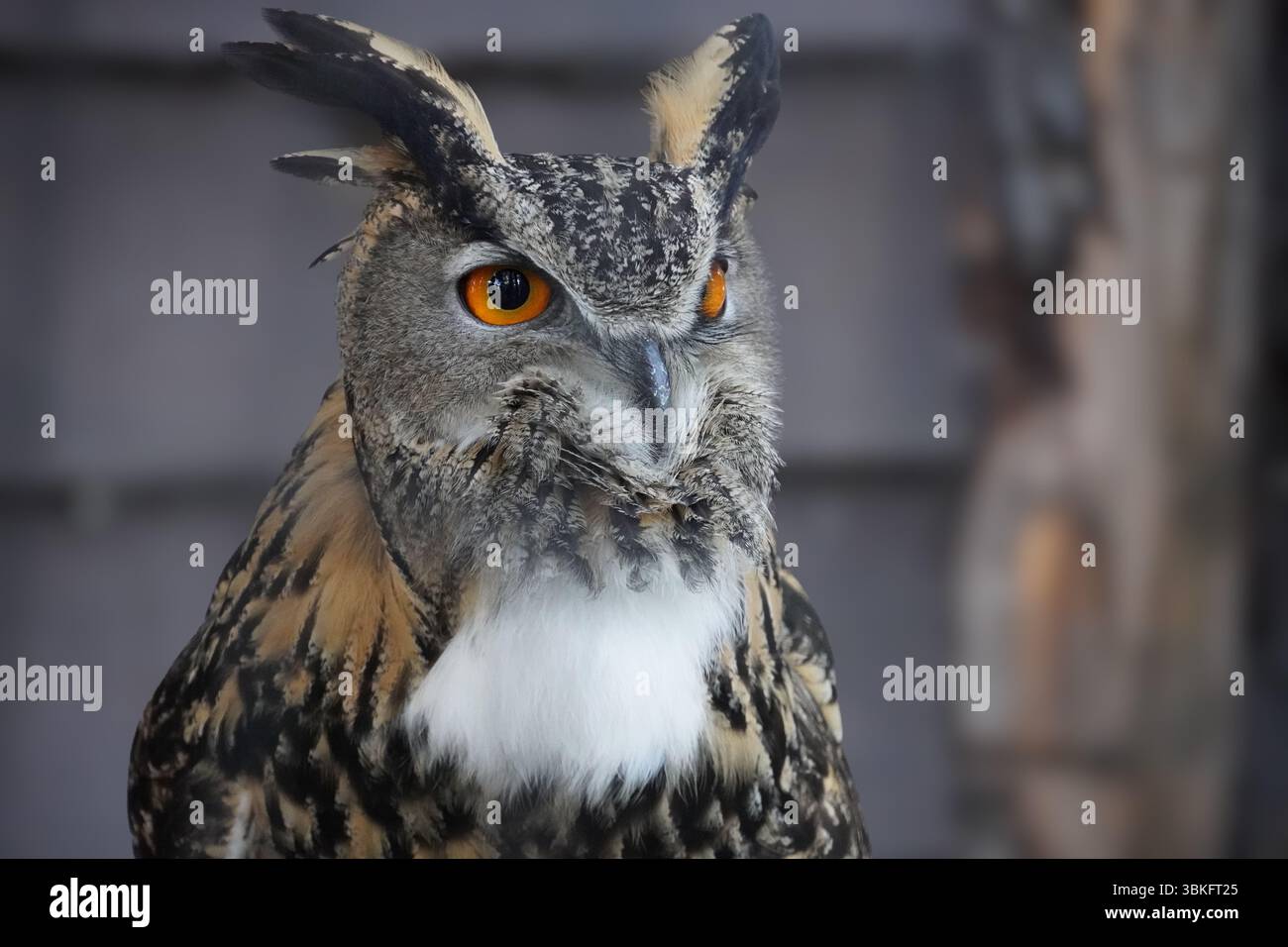 "Primo piano di un maestoso gufo con occhi arancioni vivaci e piume dettagliate, arroccato con calma nella luce naturale - fotografia professionale di uccelli selvatici." Foto Stock