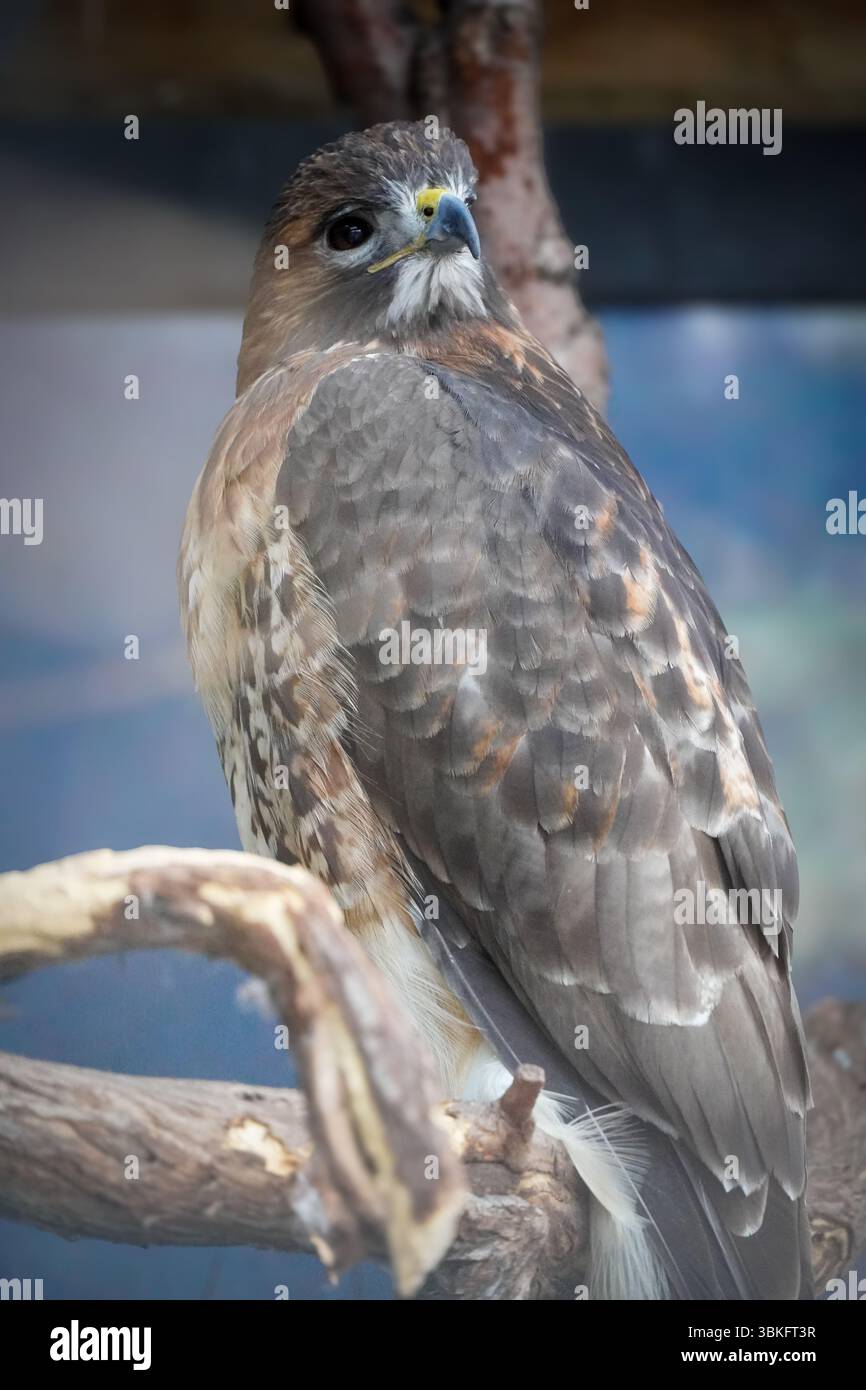 "Falco selvatico arroccato su un ramo con uno sguardo intenso, catturato alla luce naturale - foto ravvicinate di uccelli rapaci della fauna selvatica". Foto Stock