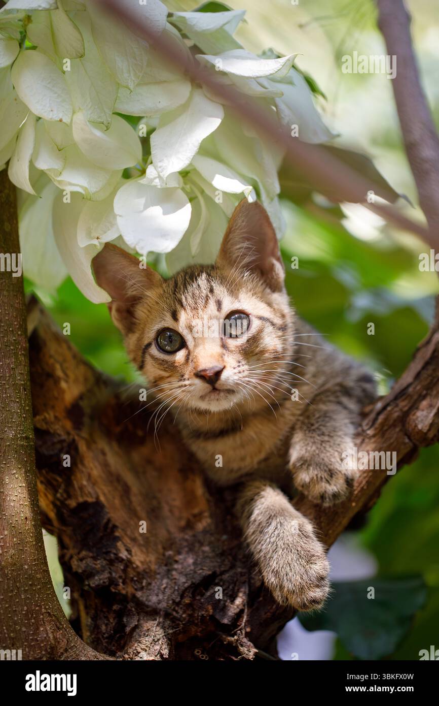 Gattino tabby domestico aggrappato ad un albero non so come scendere Foto Stock