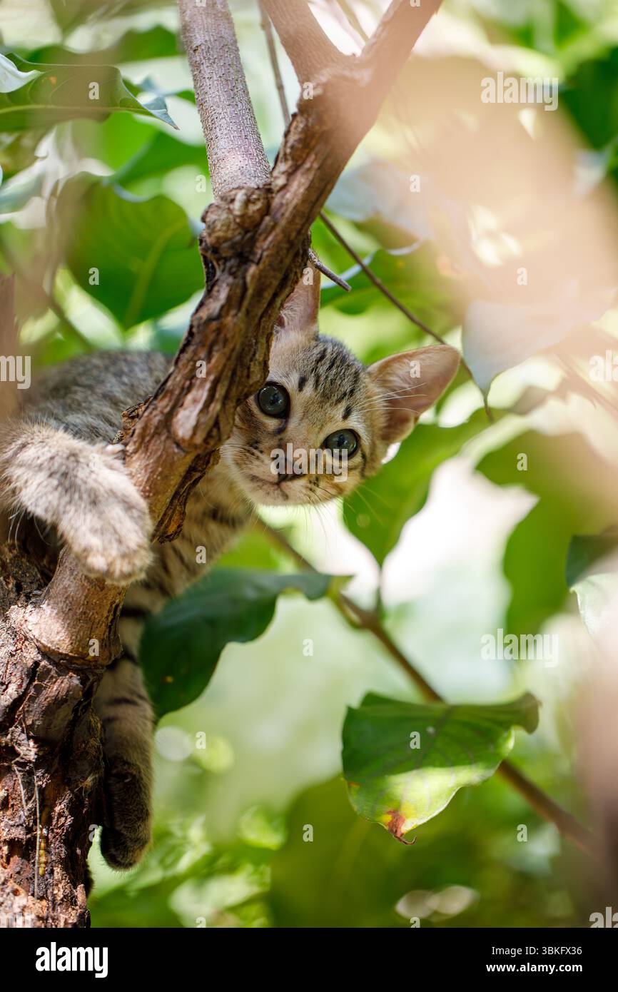 Gattino domestico in preda al panico bloccato su un albero in cerca di aiuto Foto Stock