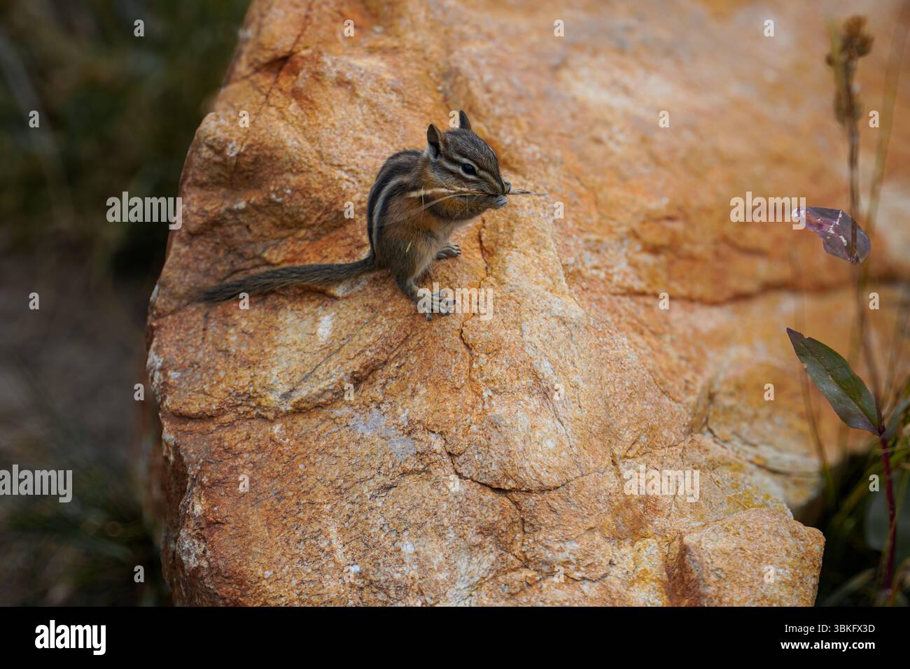 "Wild Chipmunk seduto su una roccia alla luce naturale del sole, foto ravvicinate della fauna selvatica scattate in natura." Foto Stock
