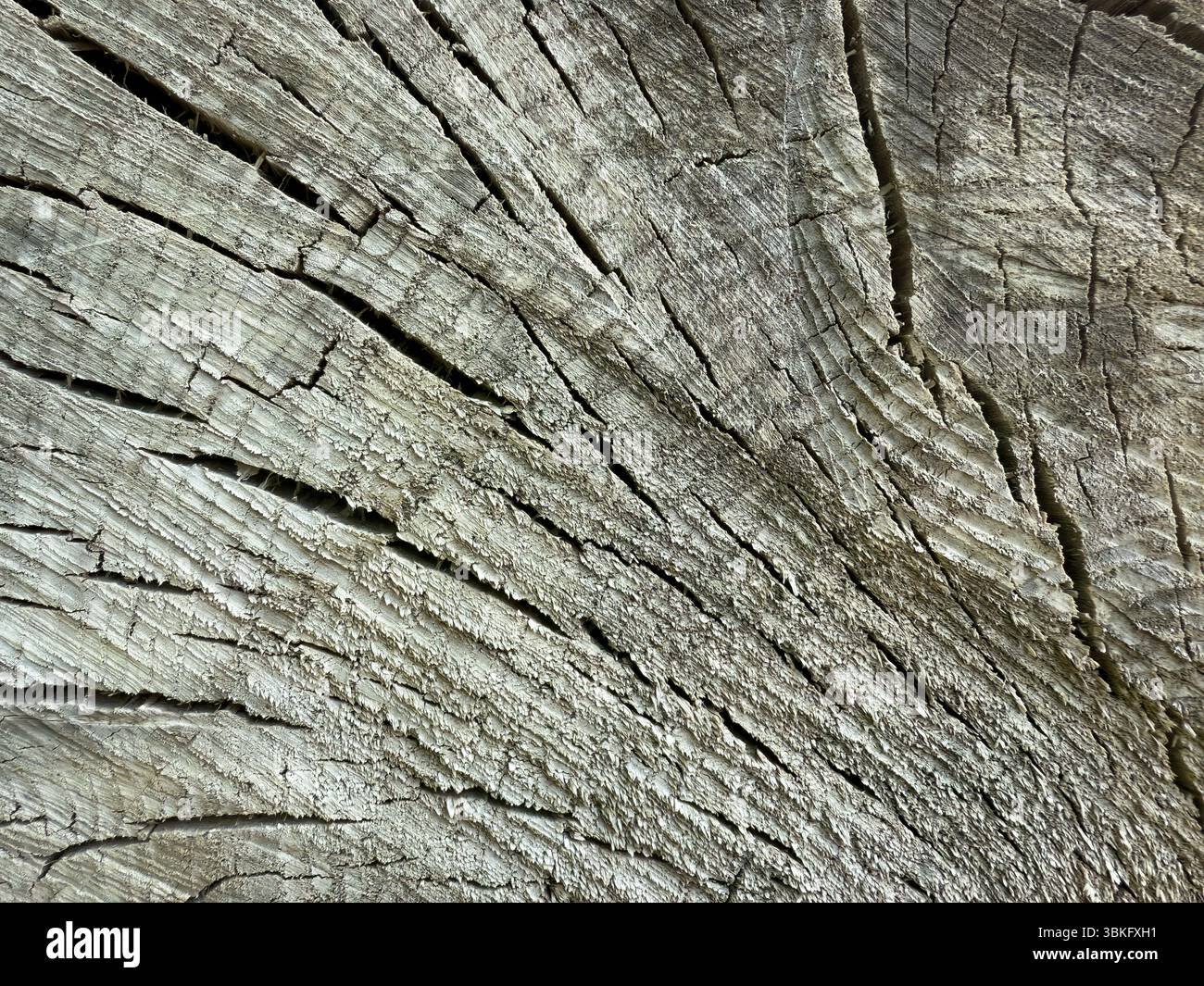 Primo piano di un tronco di legno di cedro invecchiato all'interno Foto Stock
