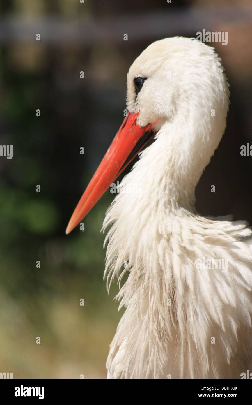 Stork Emu Tartaruga uccelli fauna selvatica Turkiye Turchia Foto Stock