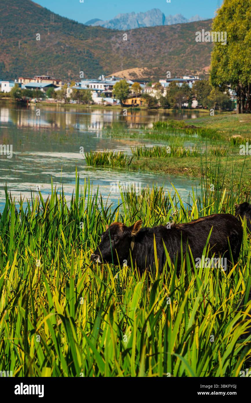 Una mucca scura pascolano pacificamente sull'erba verde lussureggiante di un pascolo sul lago in uno splendido paesaggio montano. Foto Stock