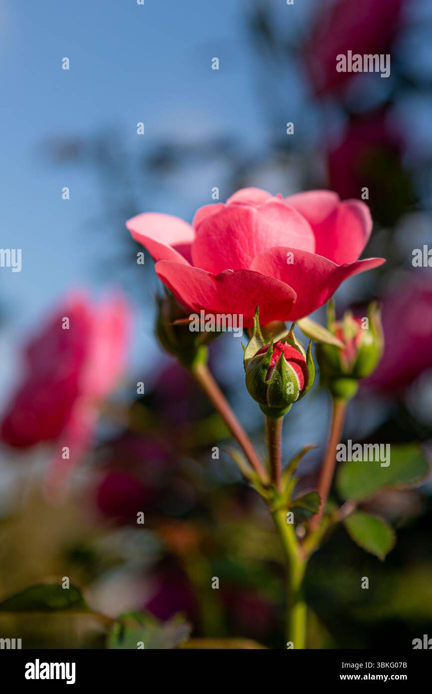 Splendidi fiori di rose rosse e gemme in un giardino, che creano una vibrante visualizzazione di colori su uno sfondo di soffici nuvole bianche e un cielo blu luminoso Foto Stock