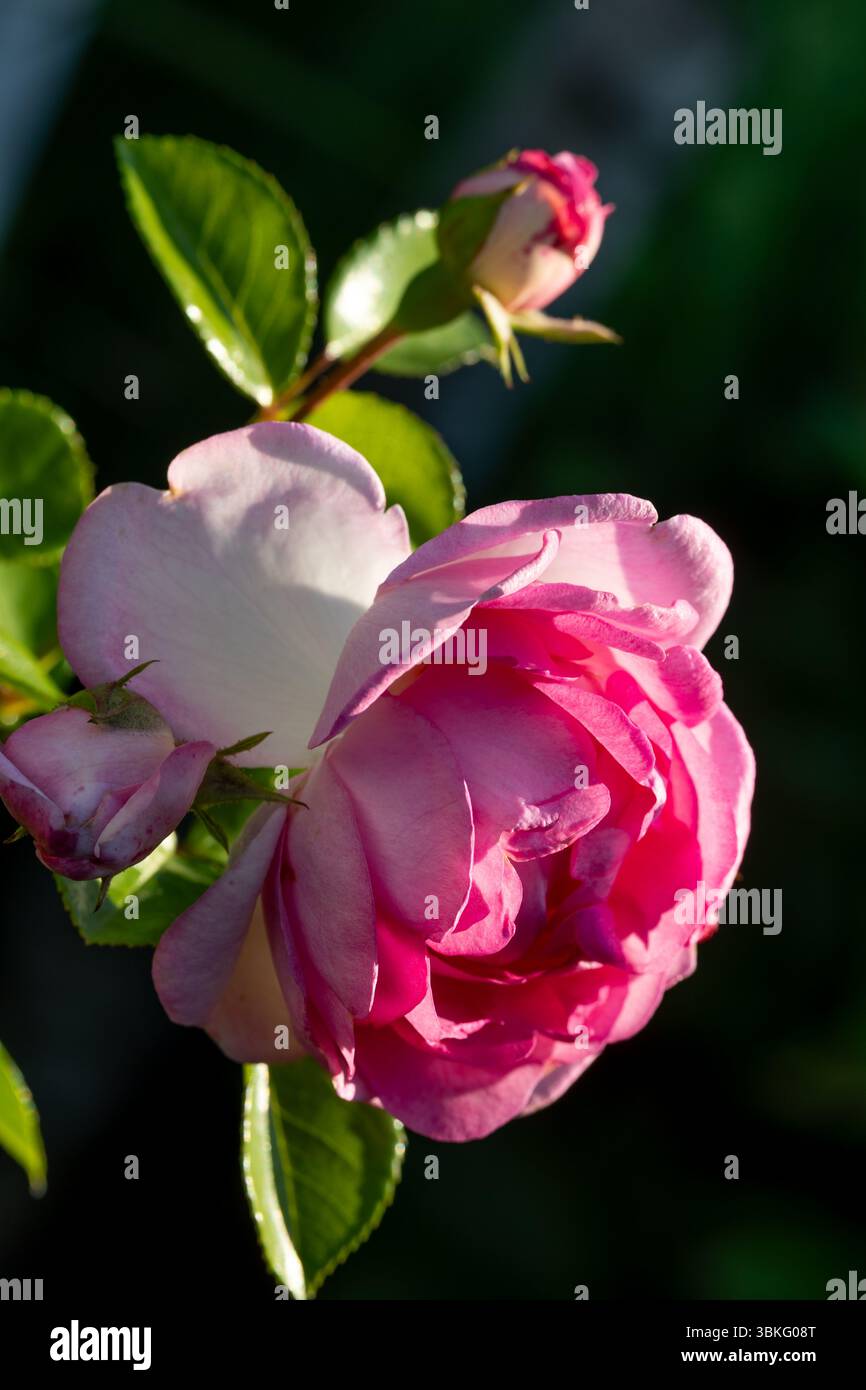 La luce soffusa del sole illumina i delicati petali di una rosa rossa in primo piano, catturando i dettagli intricati e le curve delicate del fiore Foto Stock
