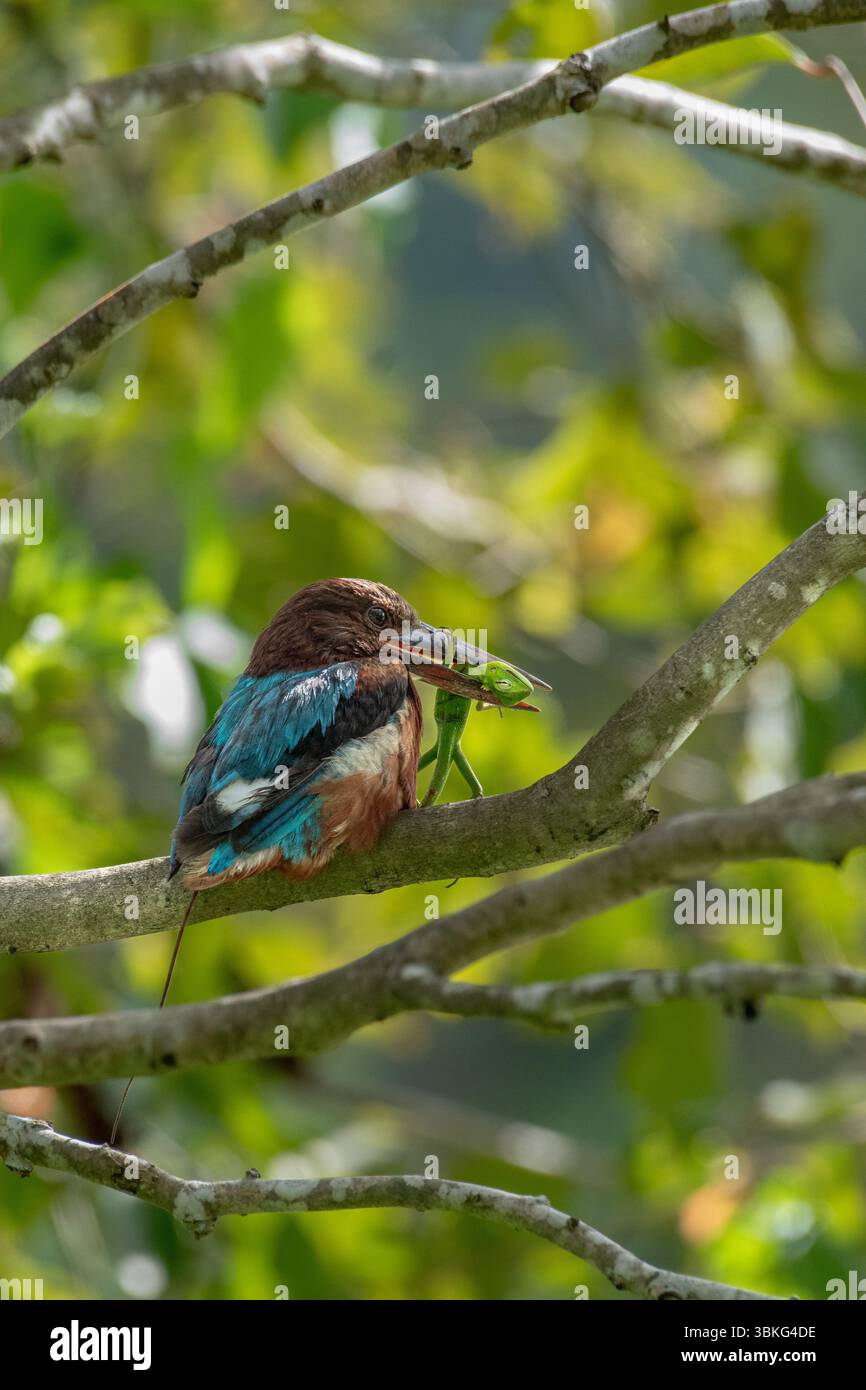 Bianco-throated Kingfisher Foto Stock