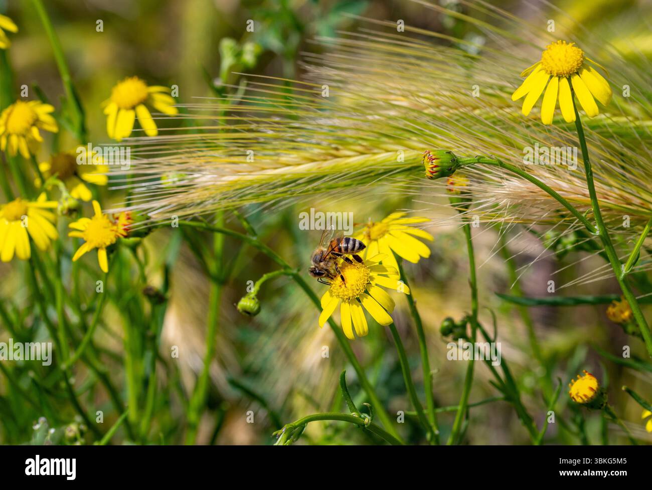 l'ape su senecio inaequidia la fioritura di ragmosto lievitato Foto Stock
