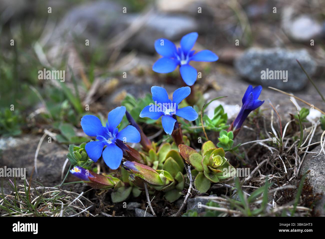 Fiori Spring Gentian (Gentiana verna), Moor House National Nature Reserve, Upper Teesdale County Durham, Inghilterra, Regno Unito, Foto Stock