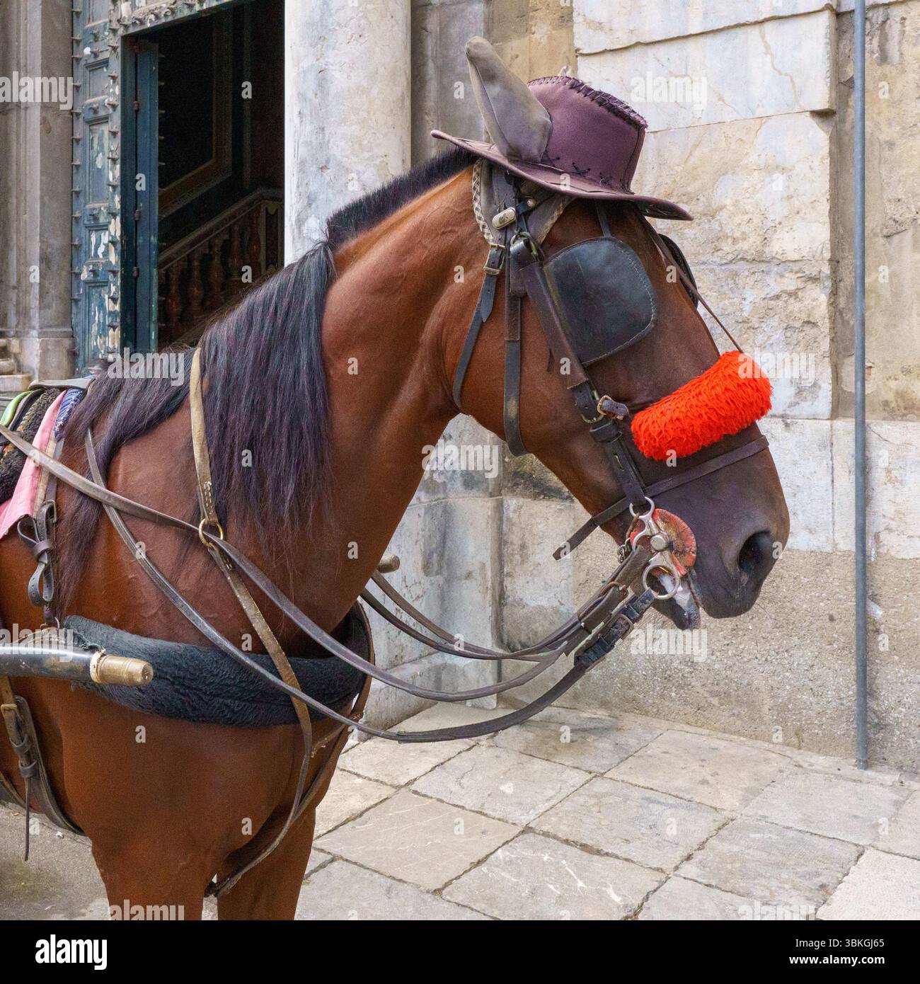 Una vista ravvicinata di un cavallo bruno tradizionalmente ornato a Palermo, Sicilia, Italia, di fronte a uno storico edificio in pietra. Il cavallo e' fuori misura Foto Stock