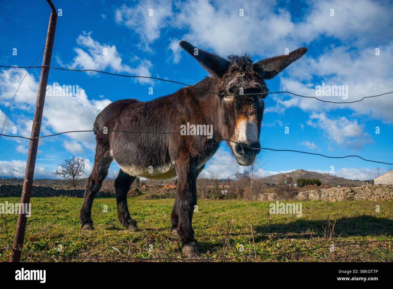 Asino. Gandullas, provincia di Madrid, Spagna. Foto Stock